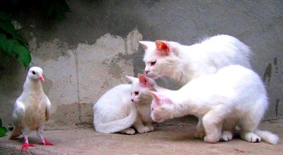 The Battles Of Life - Dizain Poem