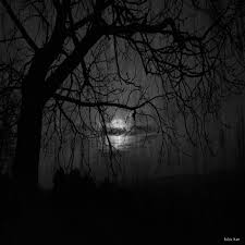 Trees Blend With Darkness [ Tanka ]