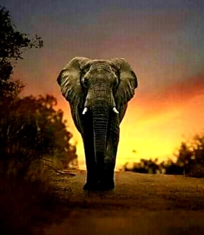 Animal 3 -
the Towering Elephant