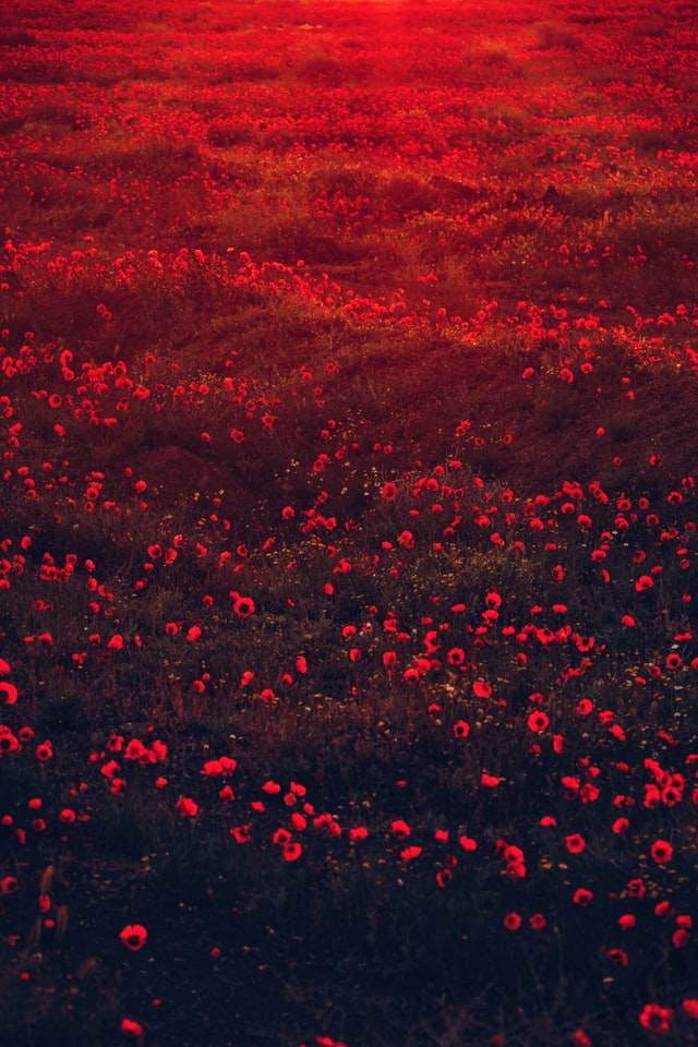 Red Sunset Flowers