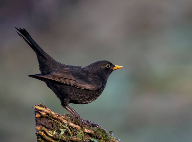 When Blackbird Sings