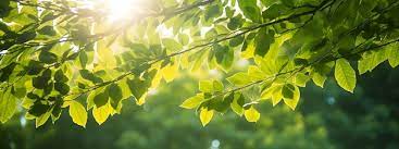 Nature's Genius: (Haiku)