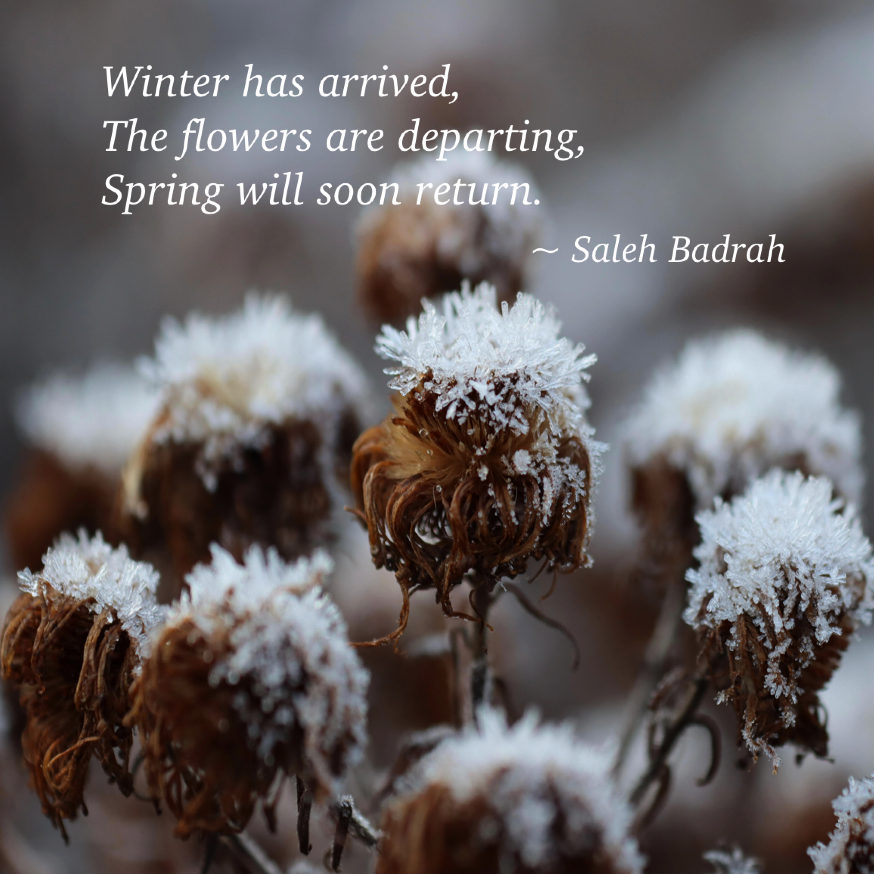 Spring Will Soon Return