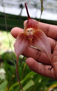 Rare Orchid From Peru