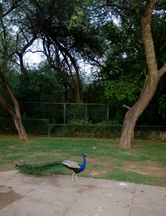 Bird 8 - An Encounter With A Majestic Peacock