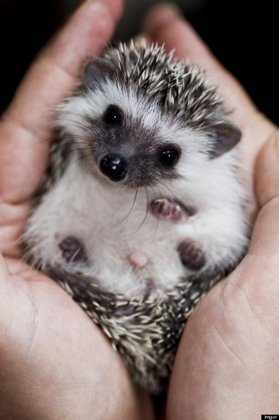 Square Poems 12: Hedgehog Acrostic