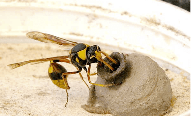 Haiku: Mud Dauber