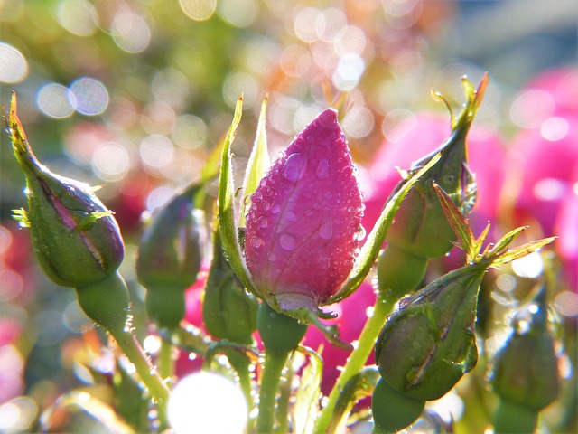 Rose Meadow