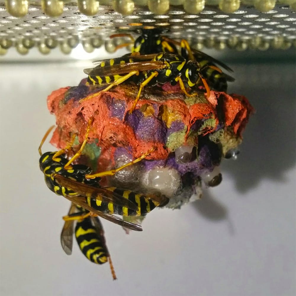 Wasp Nest Rainbow Colours Buzz Psychedelic Sight