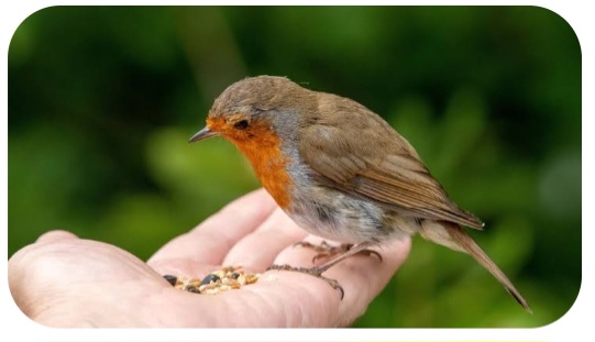 The Norwegian Robin (Rødstrupen) .