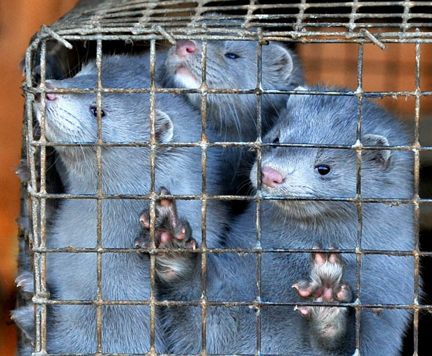 Fur Banned In Netherlands