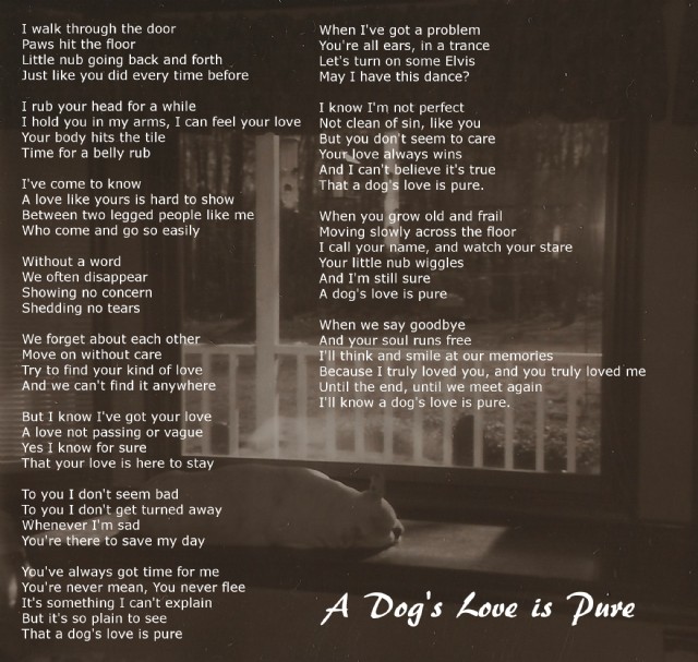 A Dog's Love Is Pure
