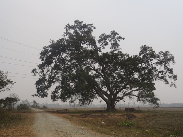 The Old Banyan Tree