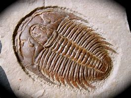An Ode To A Trilobite