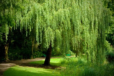 Underneath The Weeping Willow Tree (Francesca's Birthday: August 7th 2019)
