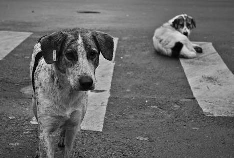 Street Dogs! Stray Dogs!
