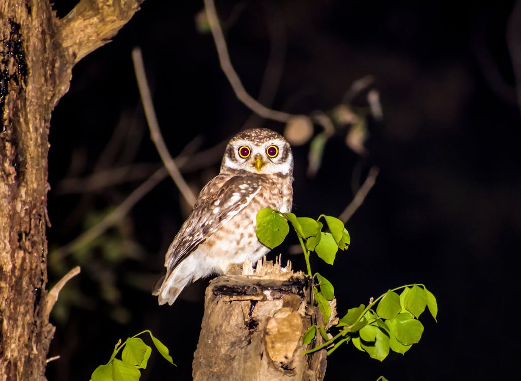 Night Owls