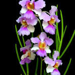 Orchids - The Colors Of Love