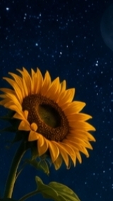 The Star And The Sunflower