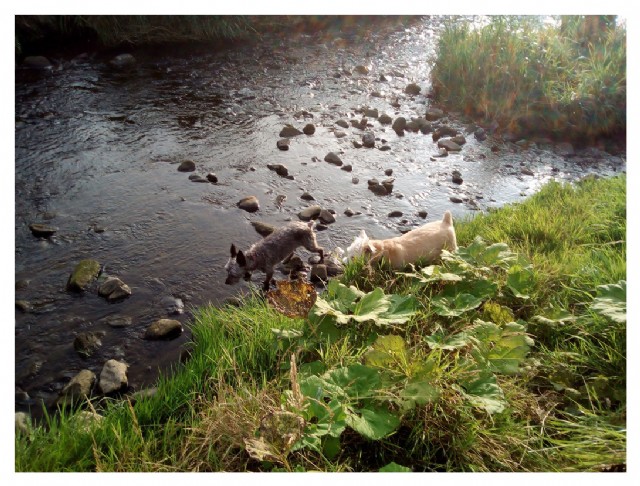 Knees-Up In Old Joe's Park