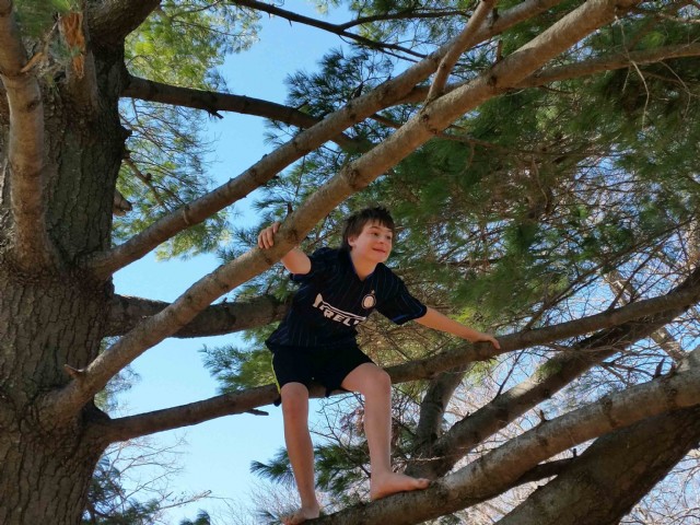 Call Of The Climbing Trees