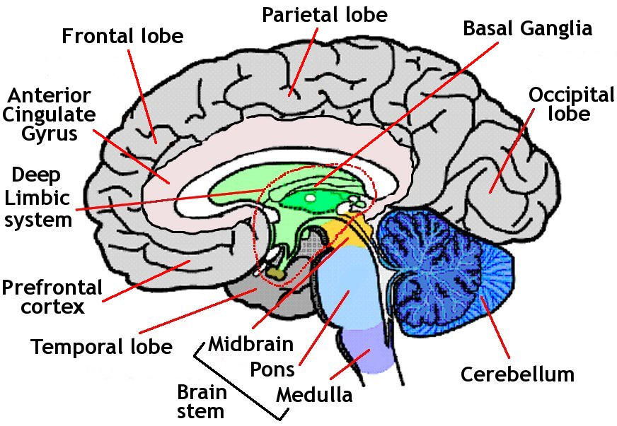Your Name, A Writer's Brain Prompt