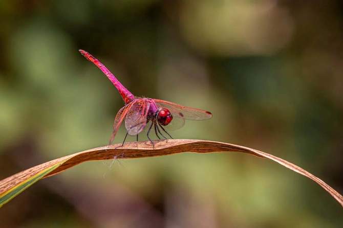 The Crimson Dancer