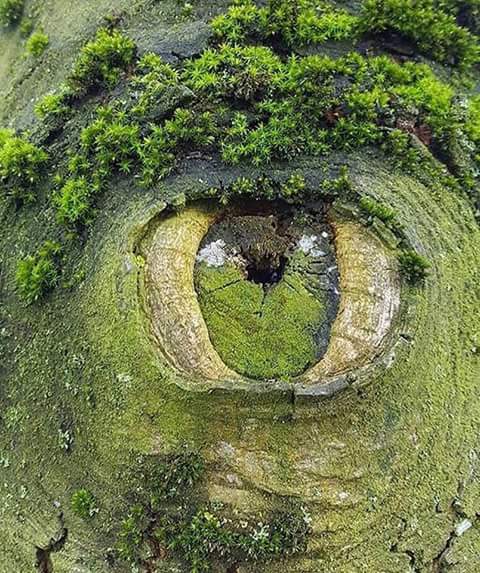 The Eye Of Nature!
