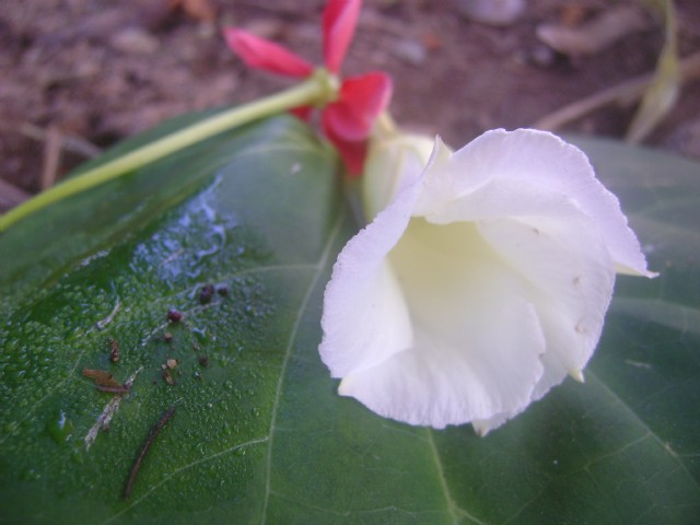 White Flowery Angel