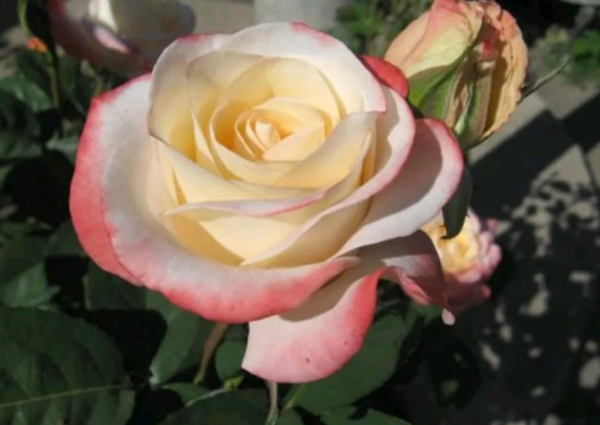 Rose For Rose Marie (For Rose Marie Juan-Austin) ~ Ruža Za Rouz Mari