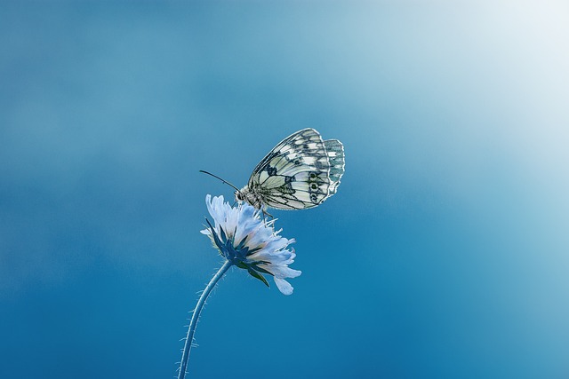 Butterfly Blue