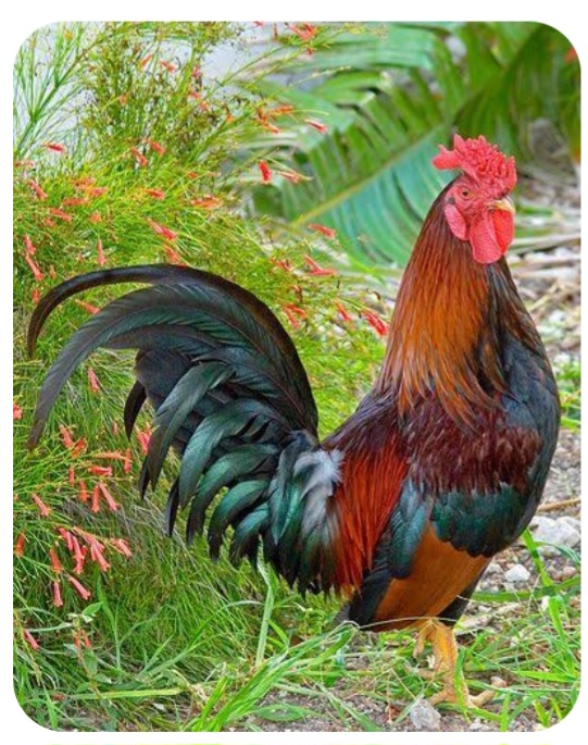 The Proud Rooster.