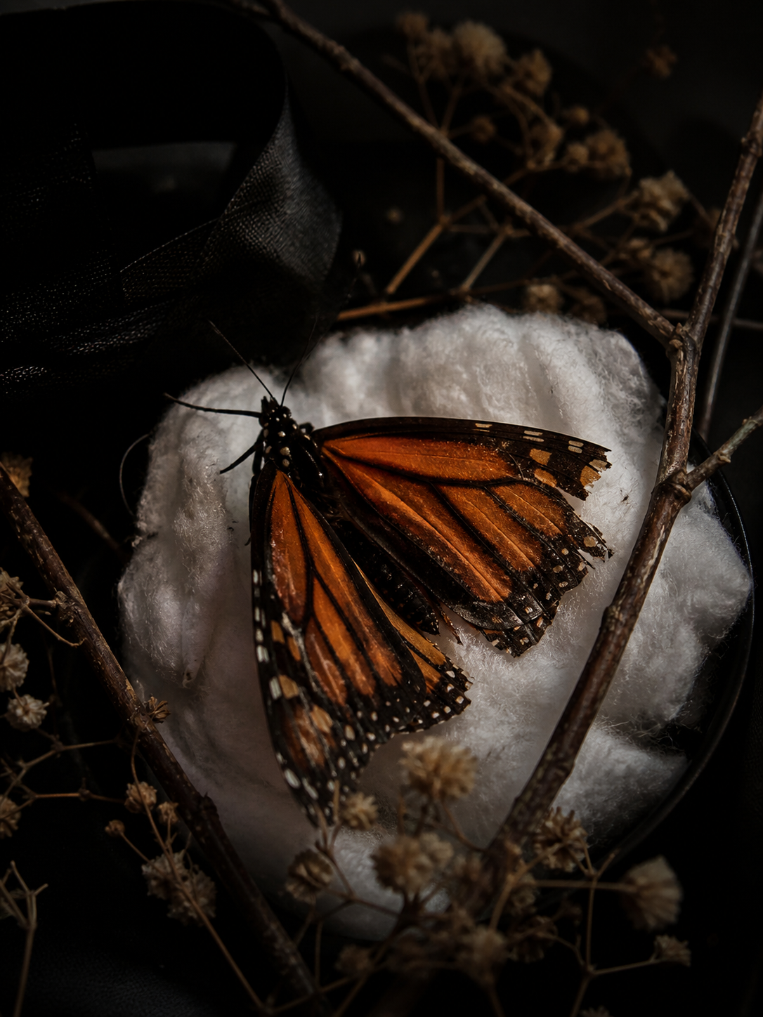 Where Broken Wings Rest