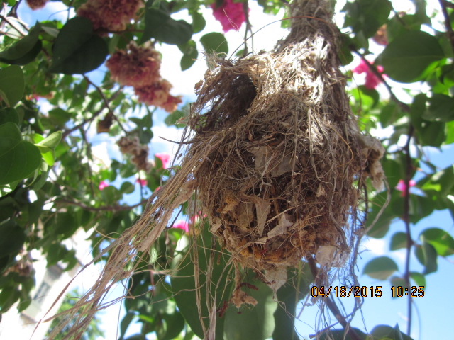 O Nido (The Nest)