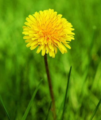 Consider The Dandelion