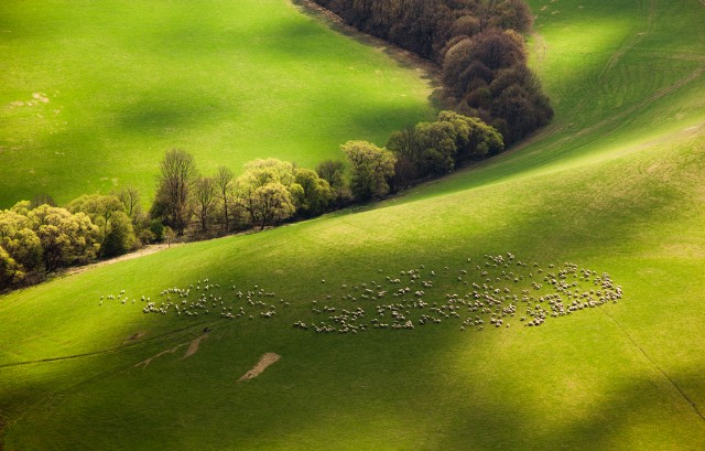 Walking Among The Sheep