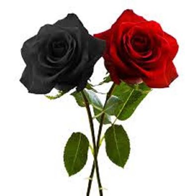 Black And Red Rose (Stanza)