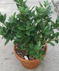 Cupid's Dart Or Eros's Bough