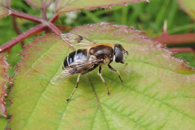 Fig Leaf, Pest And Foot Rhyme