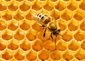 Honeycomb Of Life (Haiku)