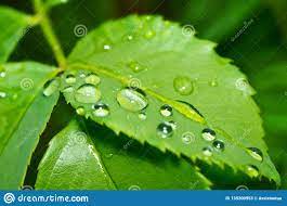 Leaf Dew