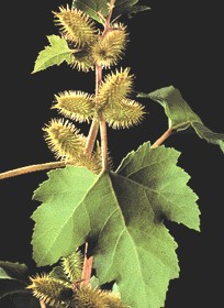 Haiku: With A Fur Coat