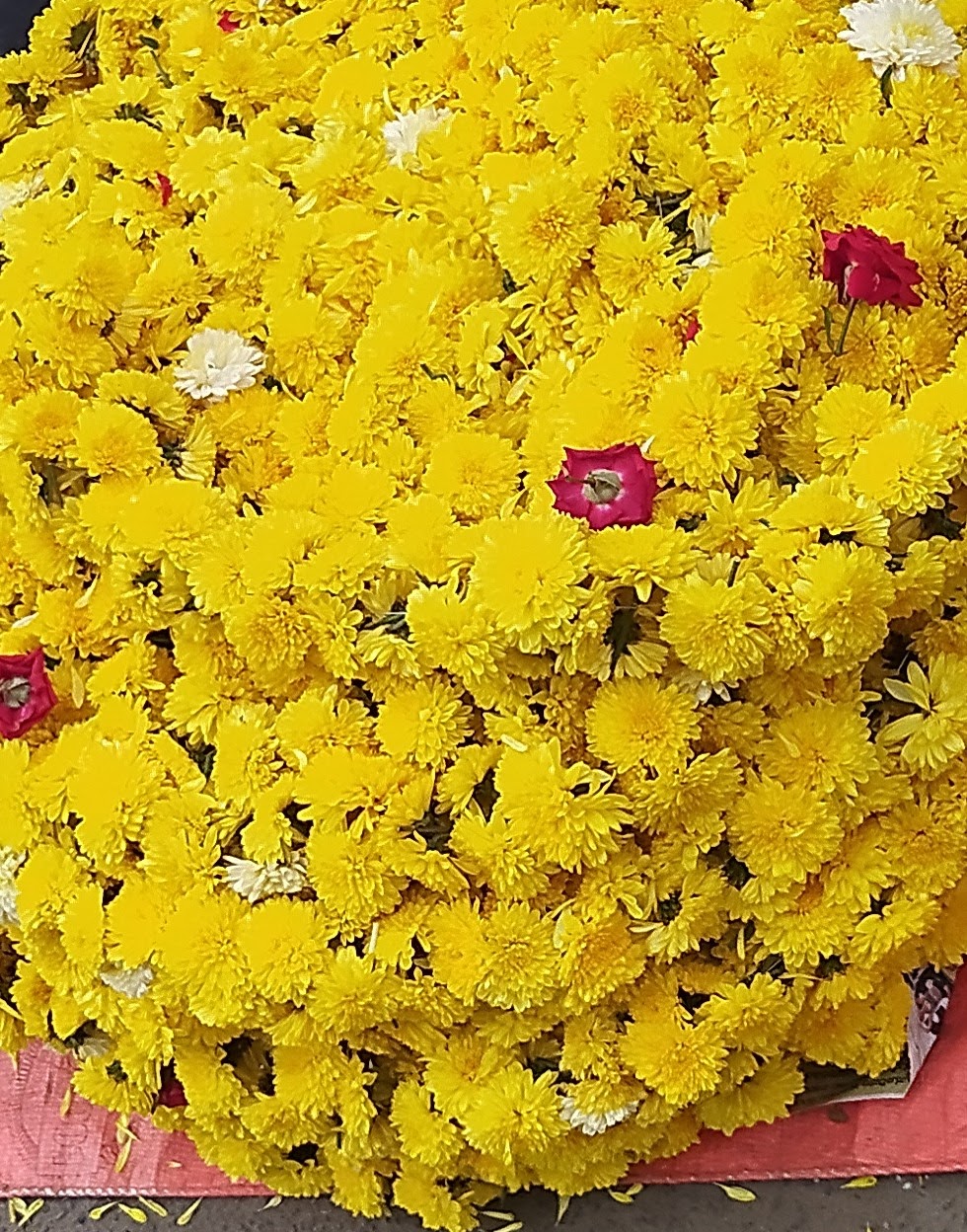 ಸೇವಂತಿಗೆ ಹೂವುಗಳ...!