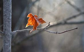 Autumns Last Leaf