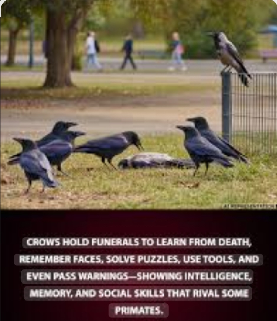 A Crow's Funeral