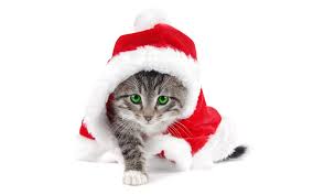 A Cat's Christmas