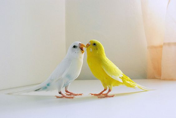 Two Parrots In Love, An Ekphrastic Poem