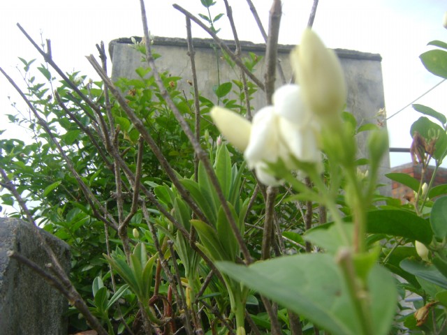 Rainy Jasmine Has To Bloom