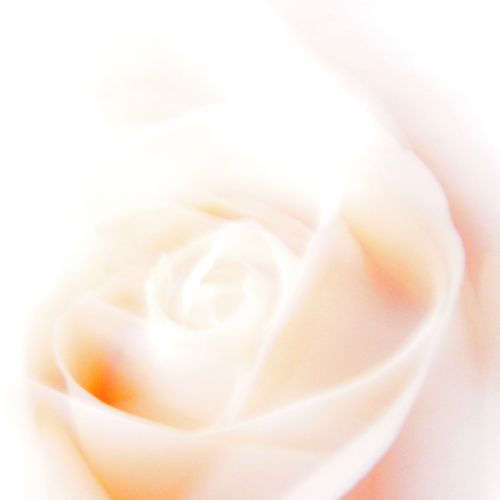 White Rose Of Pure Light