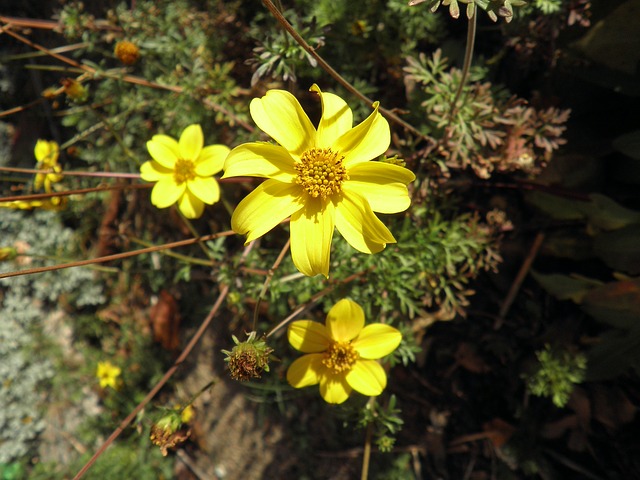 Yellow Autumn Flower